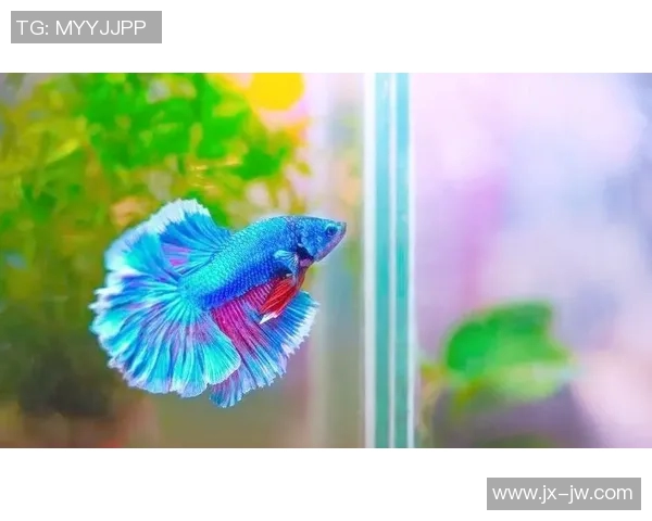 足球新手必看：从零开始提升个人能力的全面指南与技巧分享