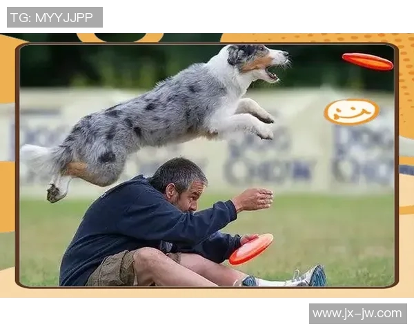 飞盘新手到高手的全面指南与实战技巧分享